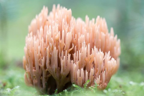 Ramaria eumorpha