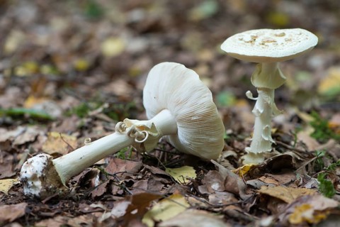 False death cap (Amanita citrina)