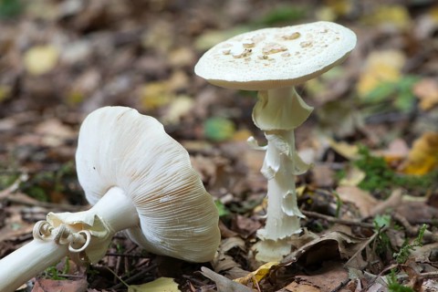 False death cap (Amanita citrina)