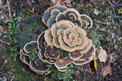 Hairy Curtain Crust fungus (Stereum hirsutum)