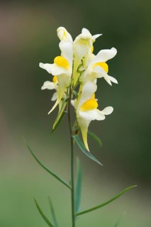 Common toadflax