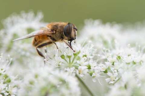 Volucella inanis (Volucella inanis)