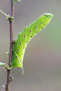 Eyed hawk-moth (Smerinthus ocellata) caterpillar