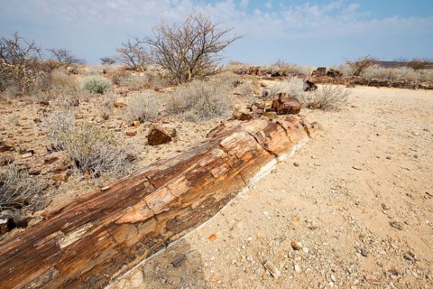 Petrified forest