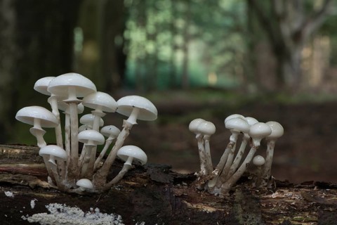 Porcelain fungus (Oudemansiella mucida)