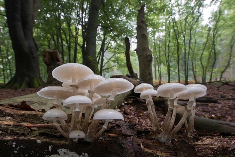 Porcelain fungus (Oudemansiella mucida)
