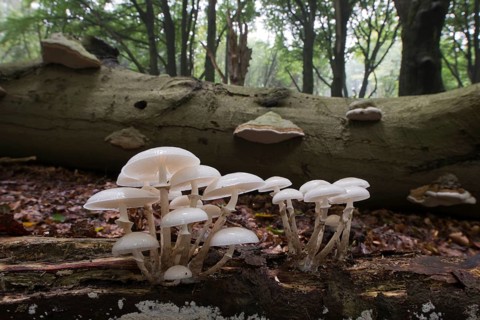 Porcelain fungus (Oudemansiella mucida)