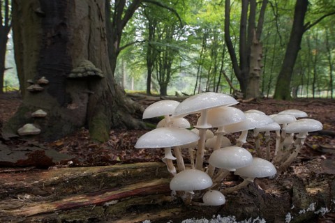Porcelain fungus (Oudemansiella mucida)