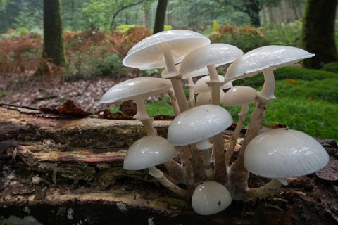 Porcelain fungus (Oudemansiella mucida)
