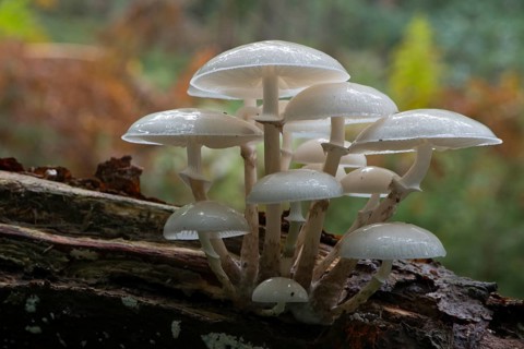 Porcelain fungus (Oudemansiella mucida)
