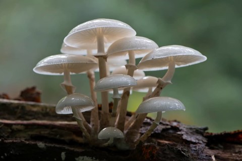 Porcelain fungus (Oudemansiella mucida)