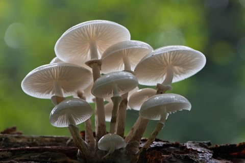 Porcelain fungus (Oudemansiella mucida)