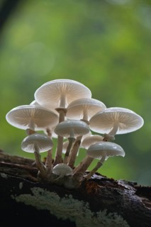 Porcelain fungus (Oudemansiella mucida)