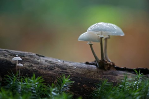 Porcelain fungus (Oudemansiella mucida)