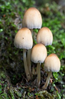 Mica cap