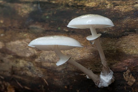 Porcelain fungus (Oudemansiella mucida)