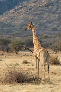 Giraffe (Giraffa camelopardalis)