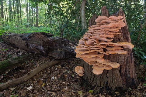 Giant polypore or black-staining polypore (Meripilus giganteus)