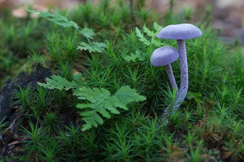 Amethyst deceiver (Laccaria amethystea)
