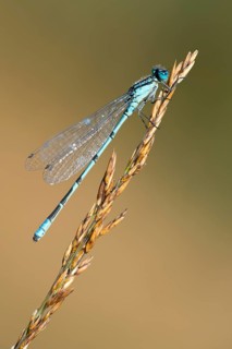 European damselfly (Enallagma cyathigerum) on a blade of grass