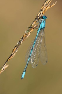 European damselfly (Enallagma cyathigerum) on a blade of grass
