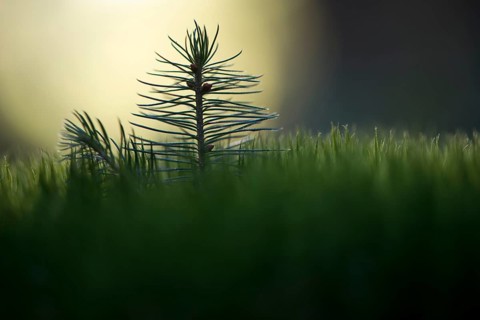 Norway spruce (Picea abies)