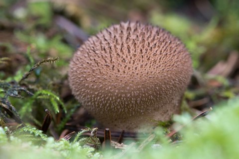 Umber-brown puffball (Lycoperdon umbrinum)