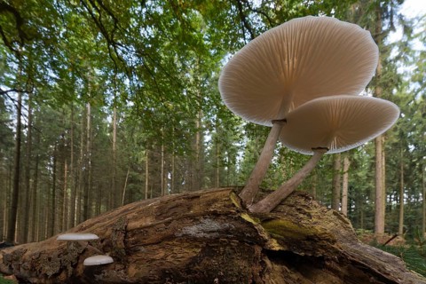 Porcelain fungus (Oudemansiella mucida) on deadwood