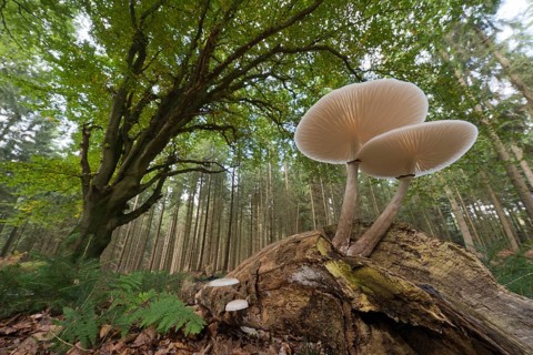 Porcelain fungus (Oudemansiella mucida) on deadwood