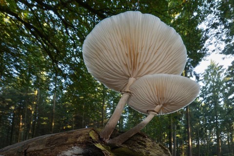 Ringed book mucus Rubling (Oudemansiella mucida) on deadwood