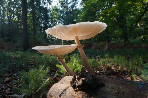 Ringed book mucus Rubling (Oudemansiella mucida) on deadwood