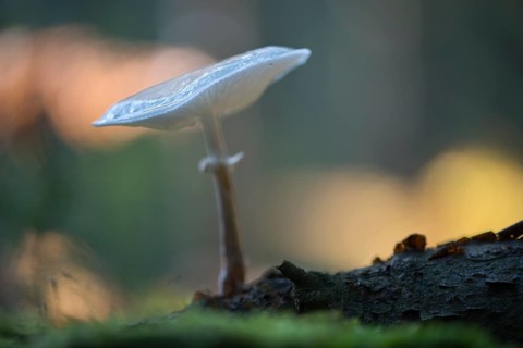 Porcelain fungus (Oudemansiella mucida)