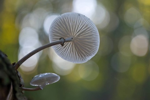 Porcelain fungus (Oudemansiella mucida)