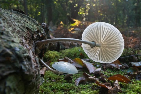 Porcelain fungus (Oudemansiella mucida)