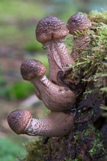 Humongous Fungus (Armillaria solidipes)