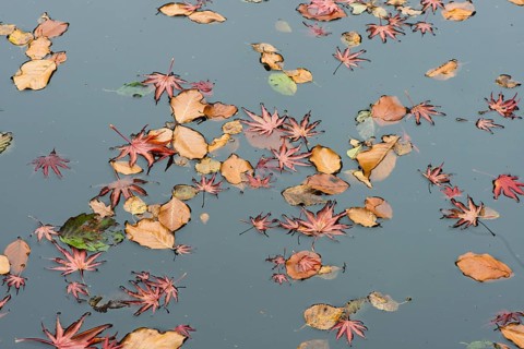 Smooth Japanese maple (Acer palmatum) and European beech (Fagus sylvatica) leaves in pond