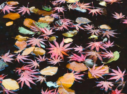 Smooth Japanese maple (Acer palmatum) and European beech (Fagus sylvatica) leaves floating in water