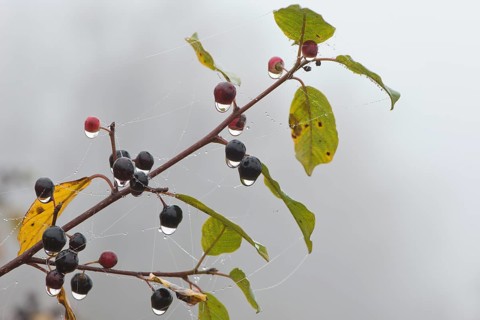 Alder