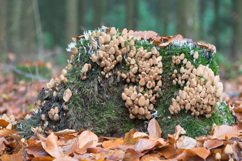 Mica cap