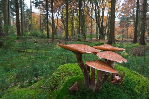 Common Armillaria (Armillaria solidipes) on moss