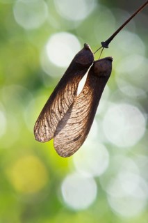 Fullmoon maple (Acer japonicum) seeds in backlight