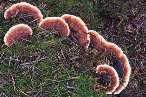 Ganoderma pfeifferi (Ganoderma pfeifferi)