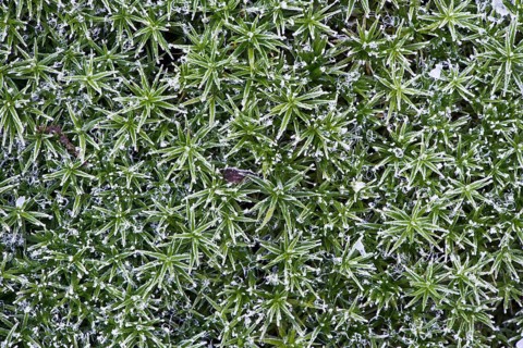 Great Goldilocks (Polytrichum commune) with hoarfrost