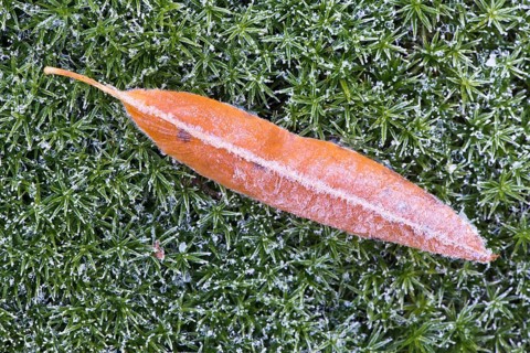 Black cherry (Prunus serotina) leaf and Great Goldilocks (Polytrichum commune) with hoarfrost