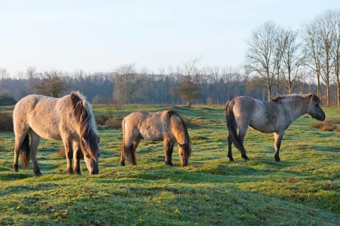 Tarpans (Equus ferus ferus)