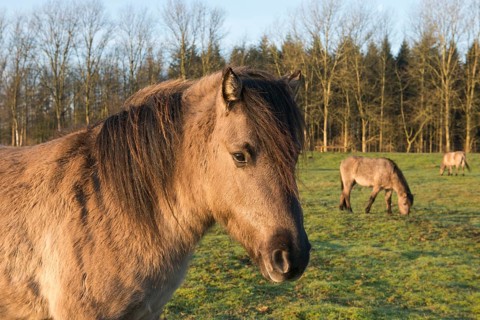 Tarpans (Equus ferus ferus)
