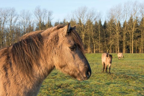 Tarpans (Equus ferus ferus)
