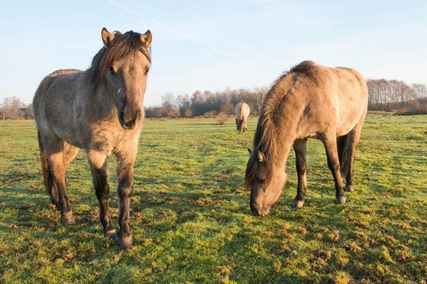 Tarpans (Equus ferus ferus)