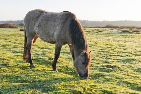 Tarpan (Equus ferus ferus)