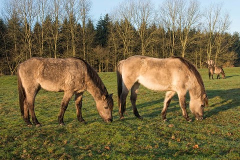 Tarpans (Equus ferus ferus)